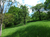 KLICK ZUM GROSSEN BILD